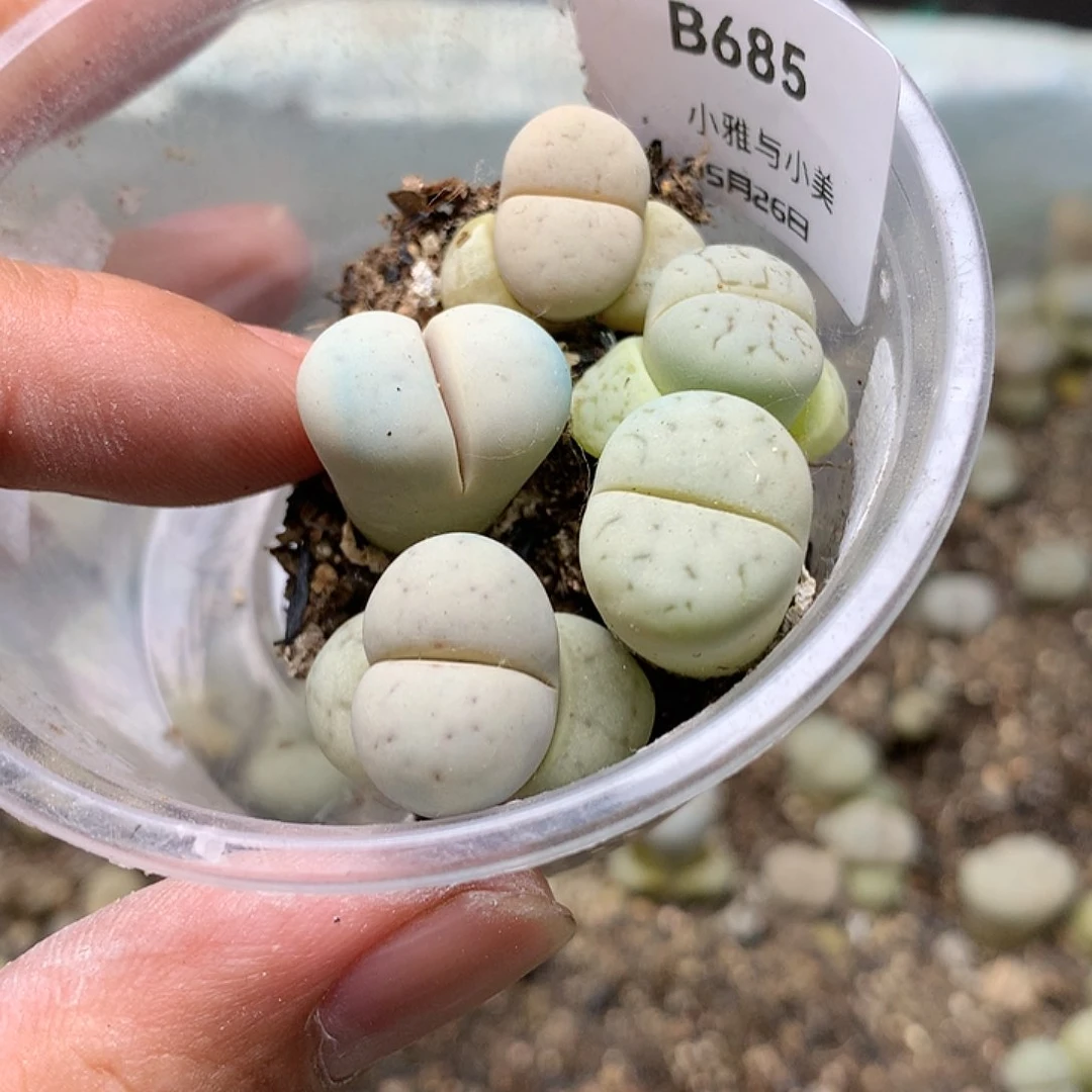 喵**.B685多肉植物保护