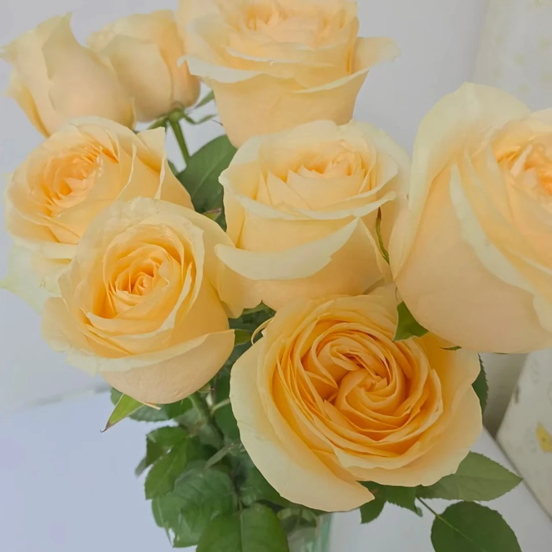 【香槟玫瑰】水养鲜切花办公室室内瓶插花桌面装饰简单