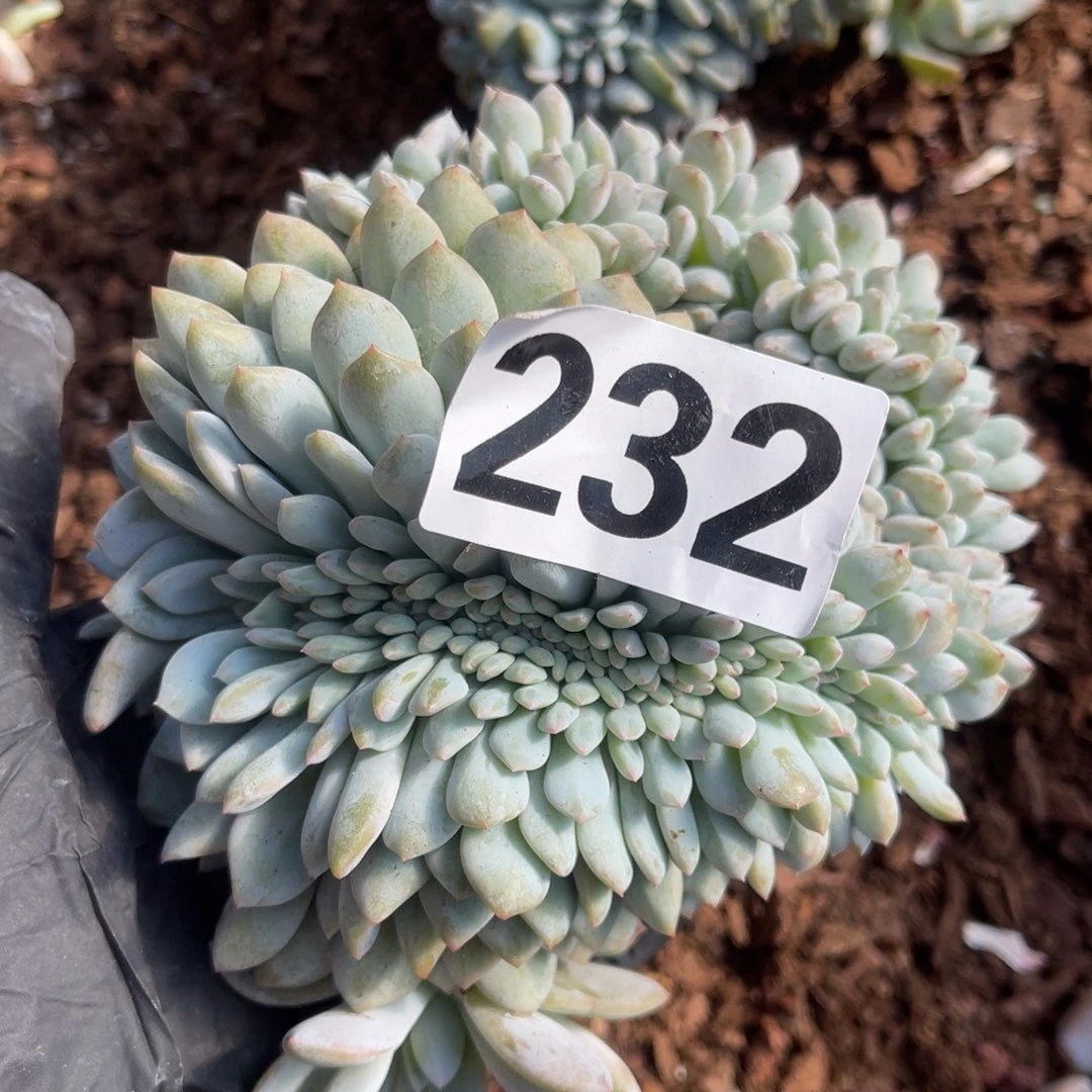 232号115889。9880