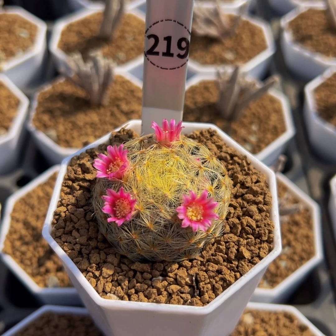 彩***朵明星丸多肉植物219