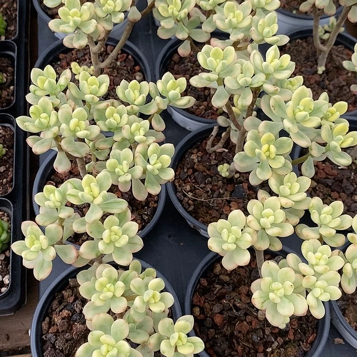 糖果米奇锦。福利多多