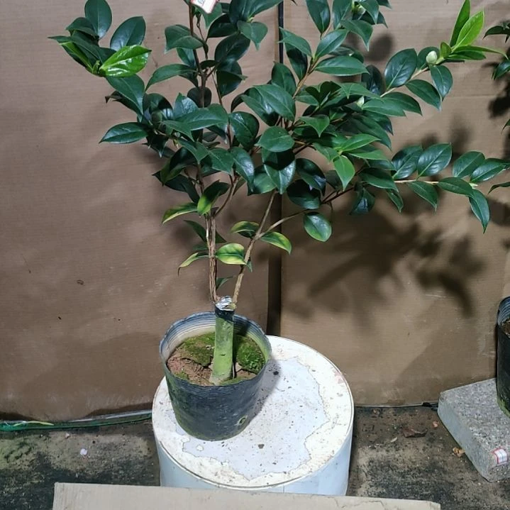 ，261白仙，原盆原土发货，不包邮