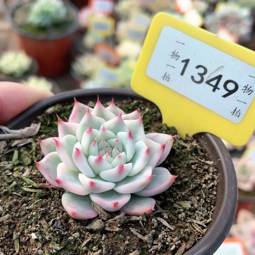 【闪购商品】1349号