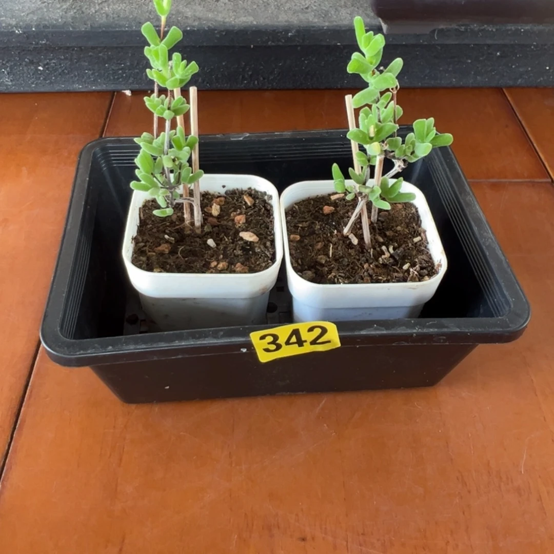 枝干番杏多肉植物342