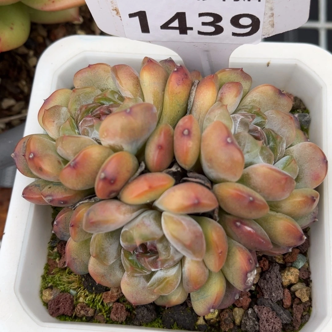 往***生多肉植物1439 满30包邮