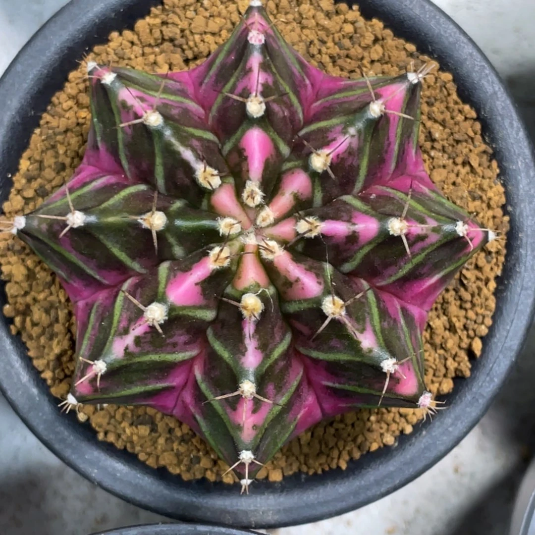 当前无花朵，栽培后可花朵紫粉臀虎斑米哈