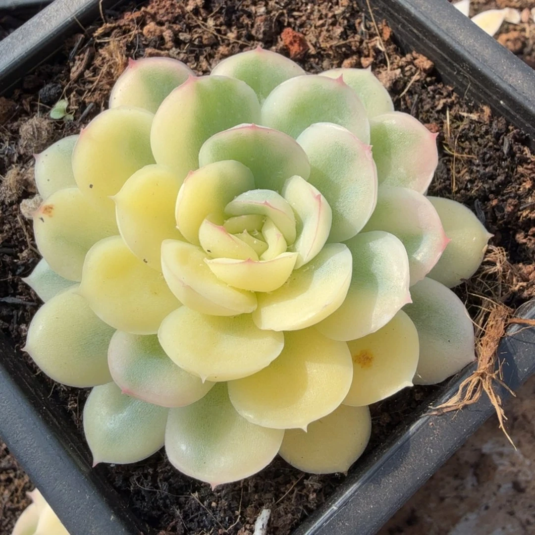 一颗多肉锦草莓冰锦