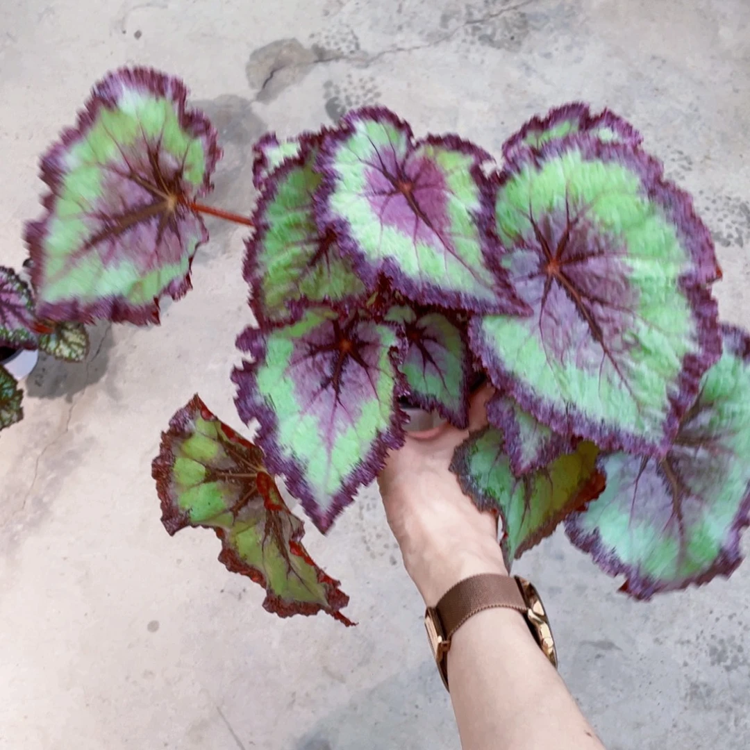 完全开放薰衣草迷雾