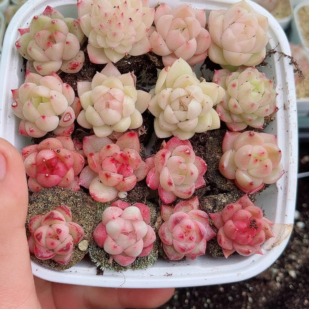 1-43 新疆西藏内蒙不发12.8包邮2-3公分