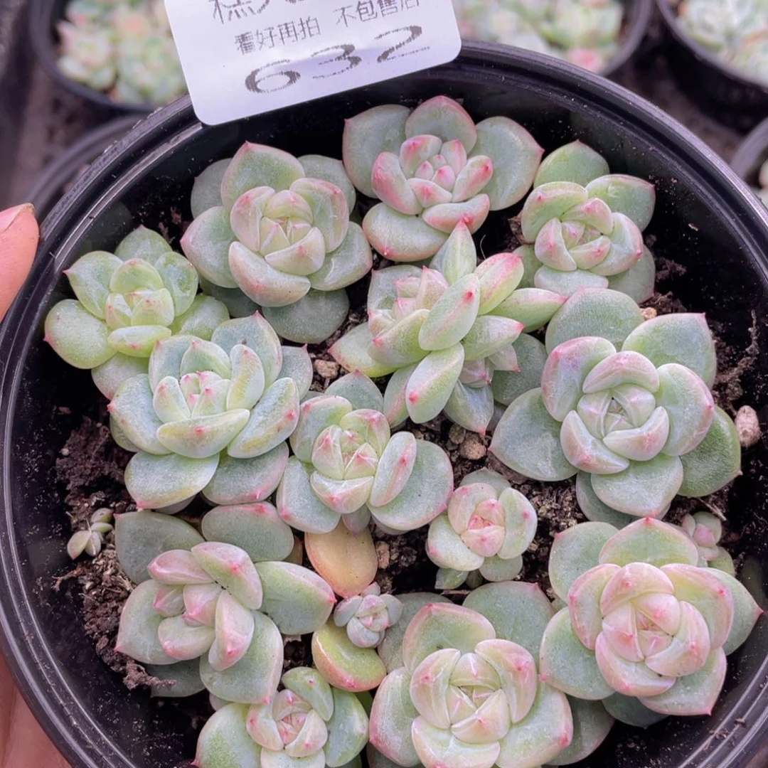 糕大上多肉植物632