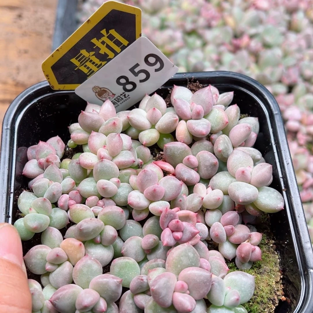 多肉植物多肉植物