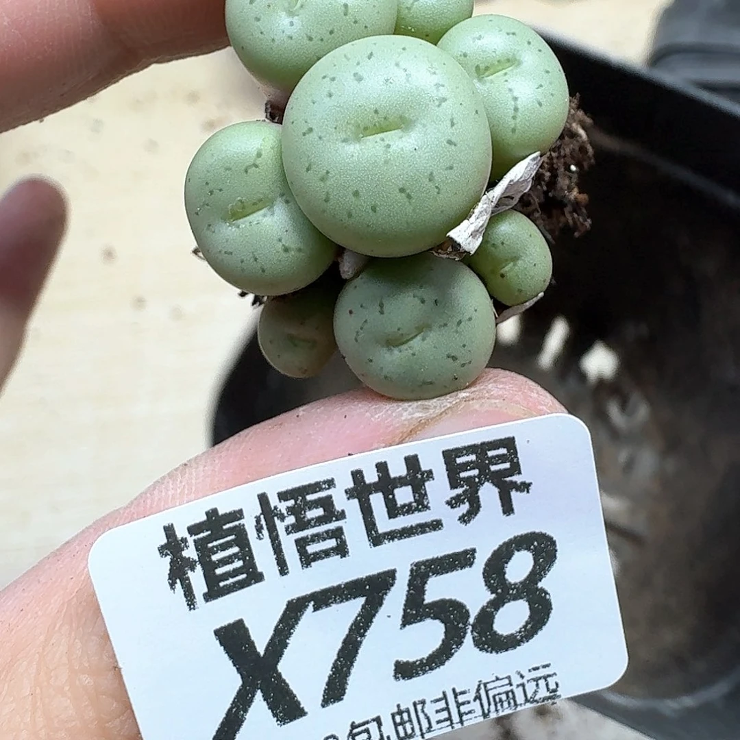 多肉植物的润泽肉吃