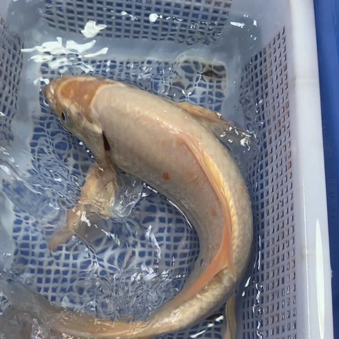 锦鲤冷水锦鲤包邮