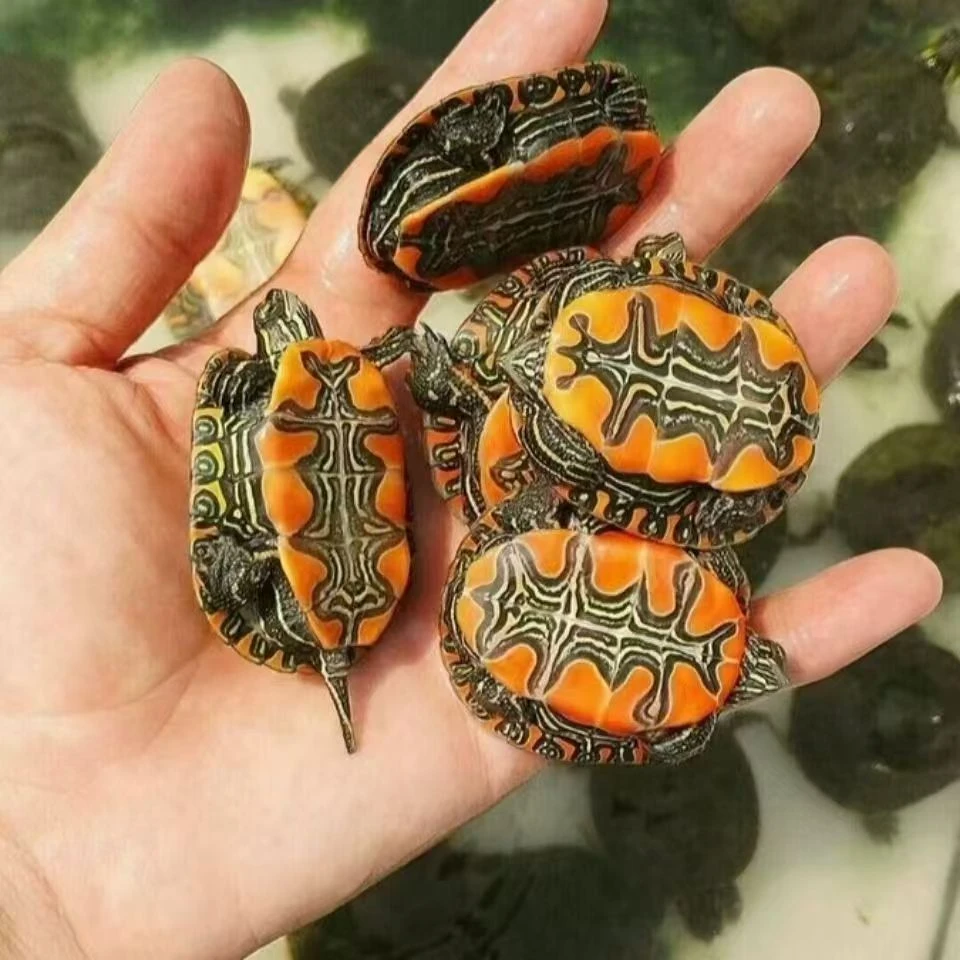 西部锦龟小乌龟活体宠物龟深水龟观赏龟红腹西锦龟外塘养殖养殖