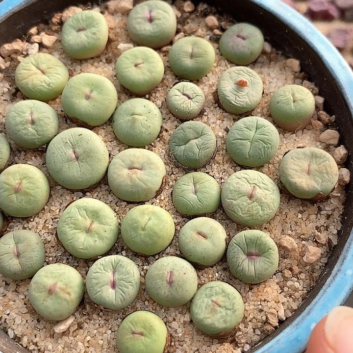 编号小红嘴一颗