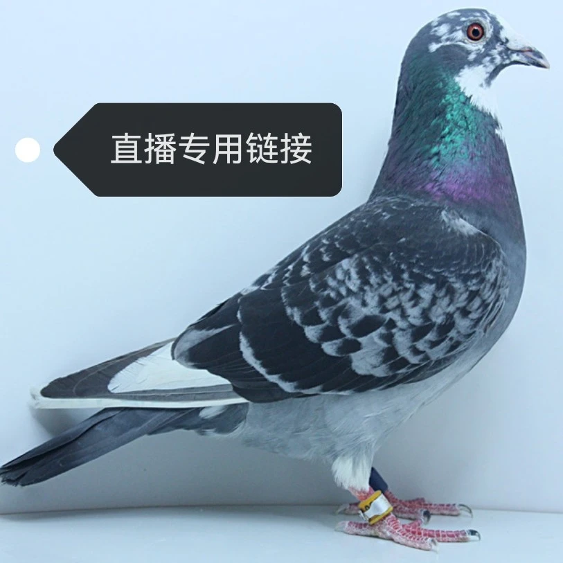 信鸽 赛鸽 幼鸽 天落 用品