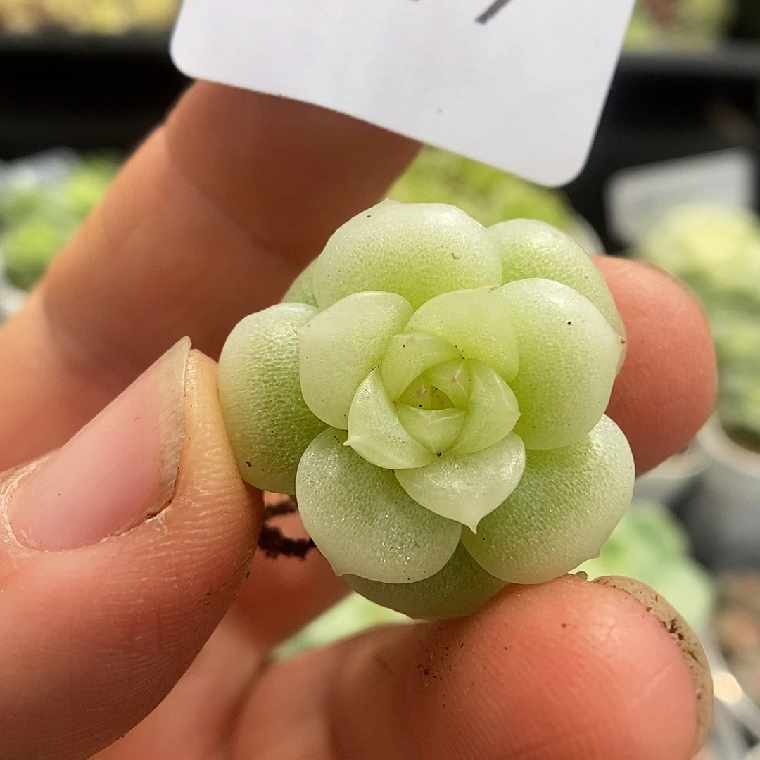 一物一拍一物一拍925-699