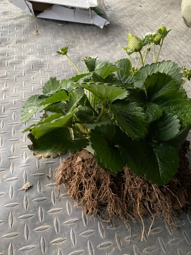 真红美玲黑草莓苗带土发货2棵