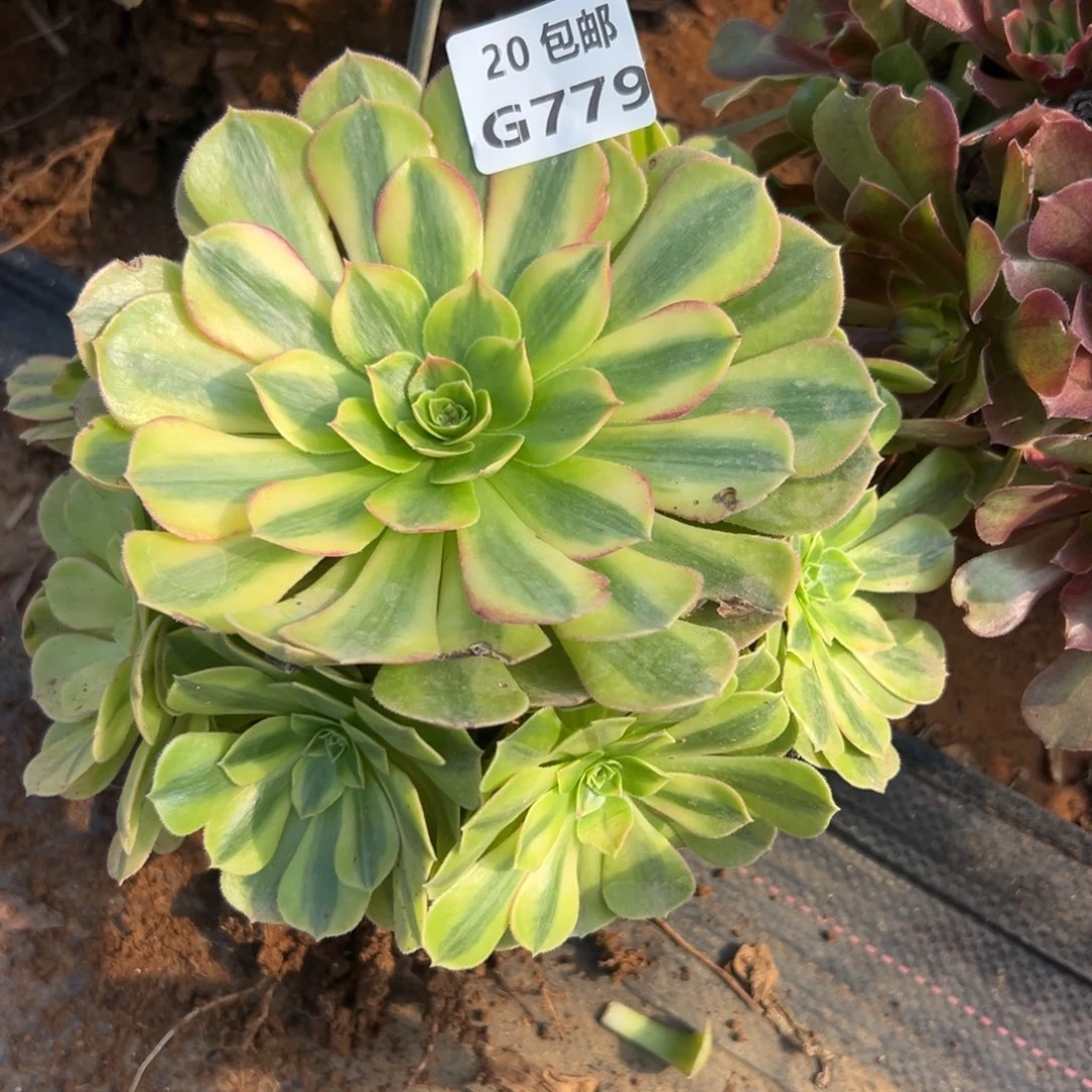 779雨荷，多肉法师