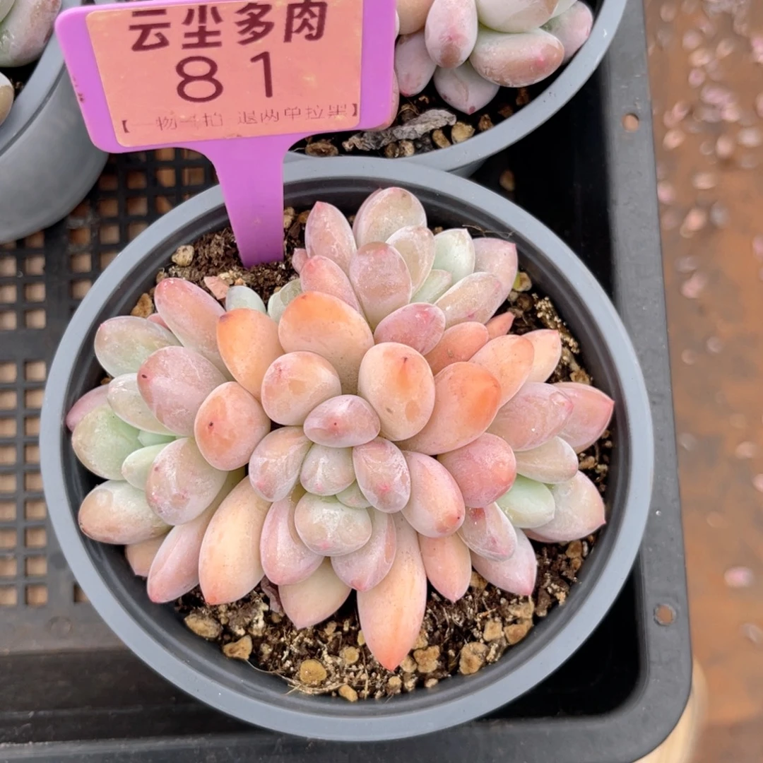 云尘多肉一物一拍81，