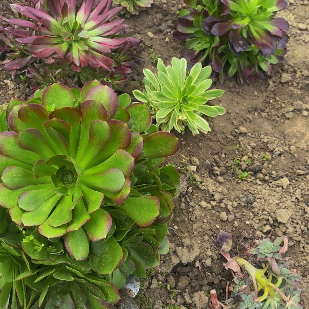 玫瑰多肉植物捧花的