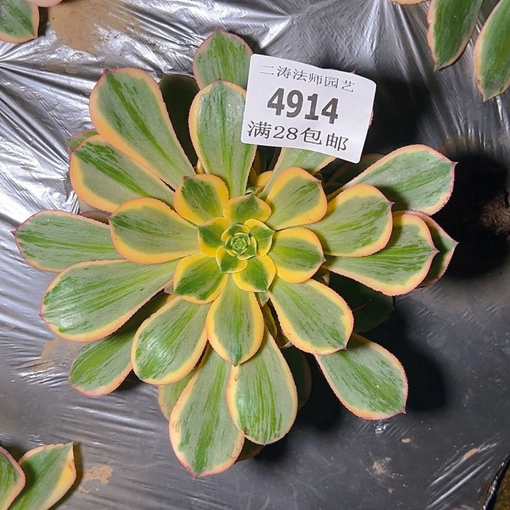 4914灿烂多肉植物