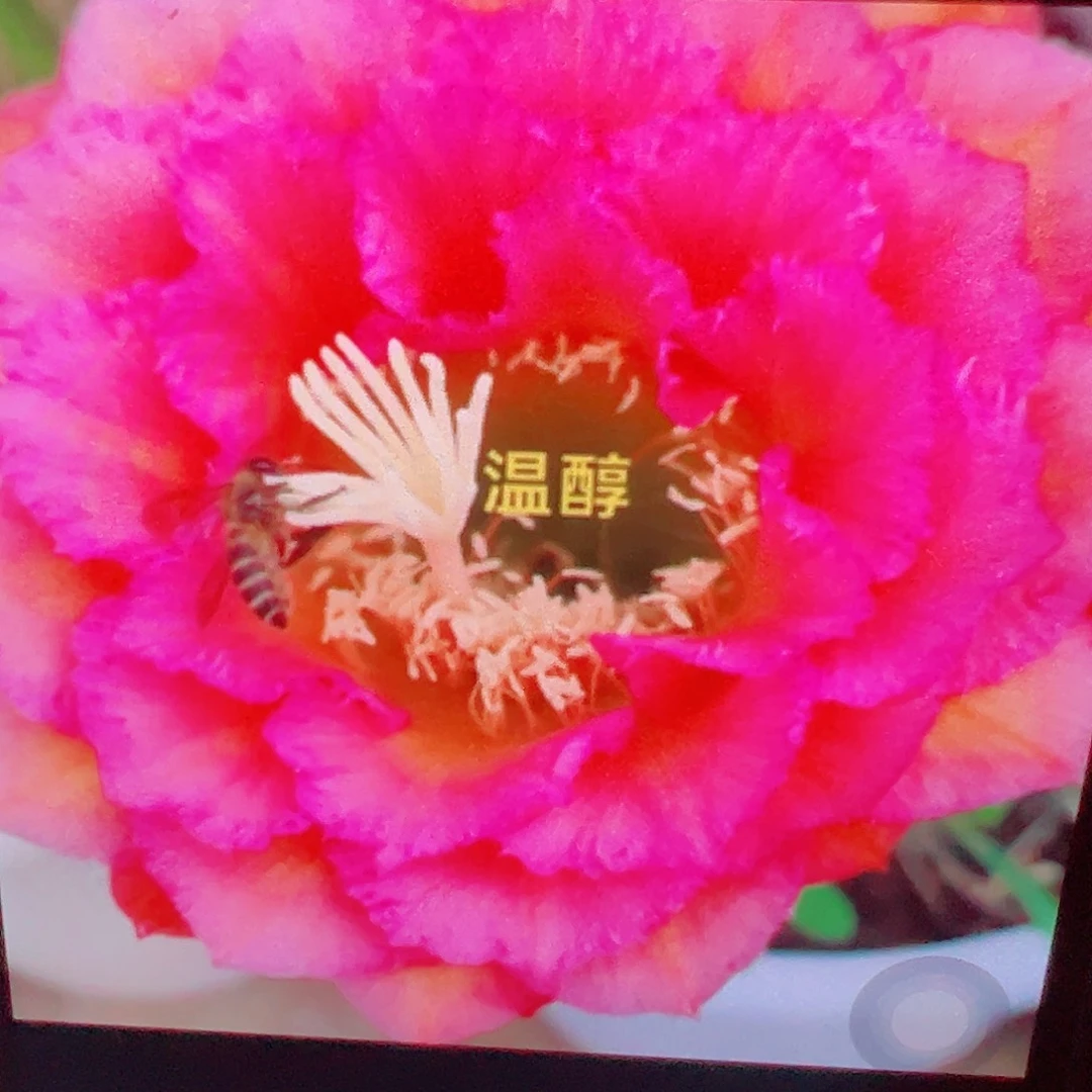 毛花柱温淳  侧芽 满20包邮