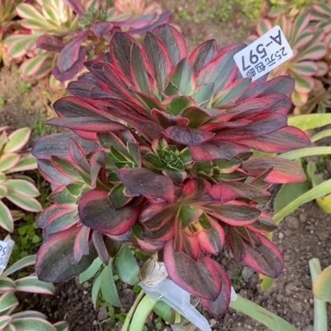 597嫁接魅金玫瑰锦满25包邮多肉