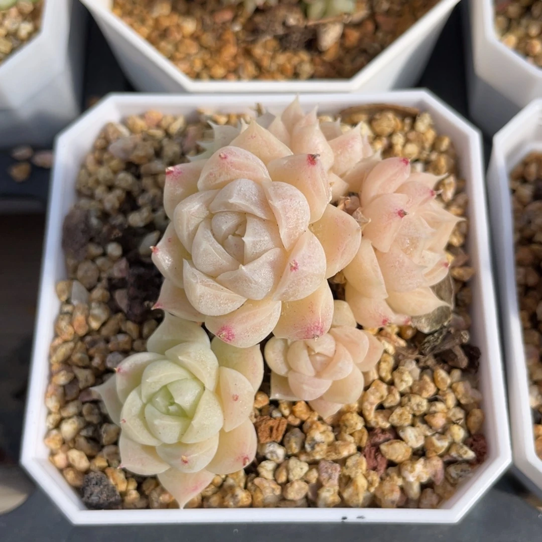 S优选麦杆多肉福利2654