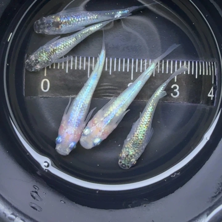 青鳉鱼混搭组50号