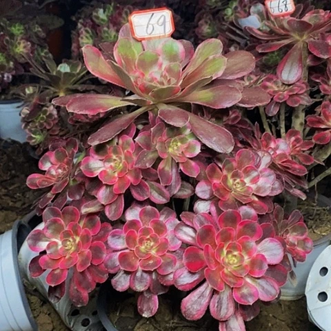 香奈儿丽娜老桩捧花69好