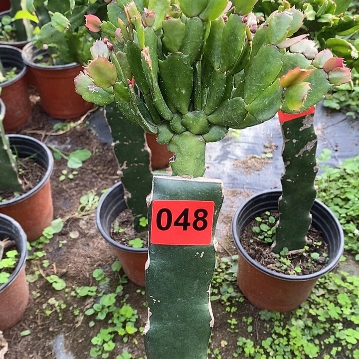 无花朵037叶片有晒伤048号新疆不包邮