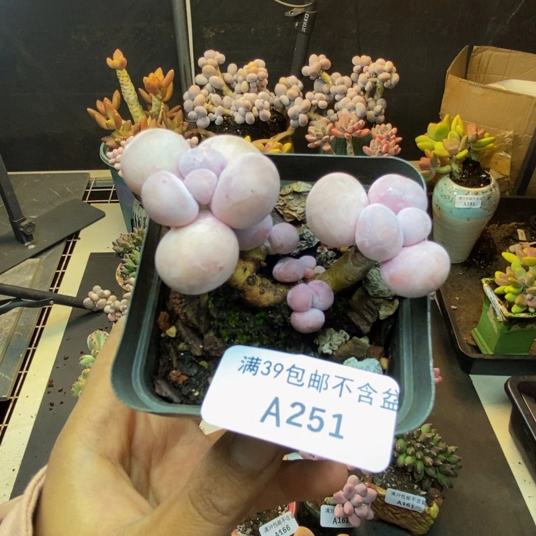 251橙奶多肉肉5c m