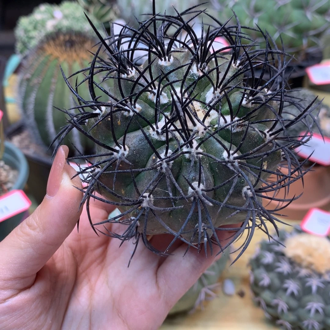 36号  苗接 丽星玉 9.5公分 无根