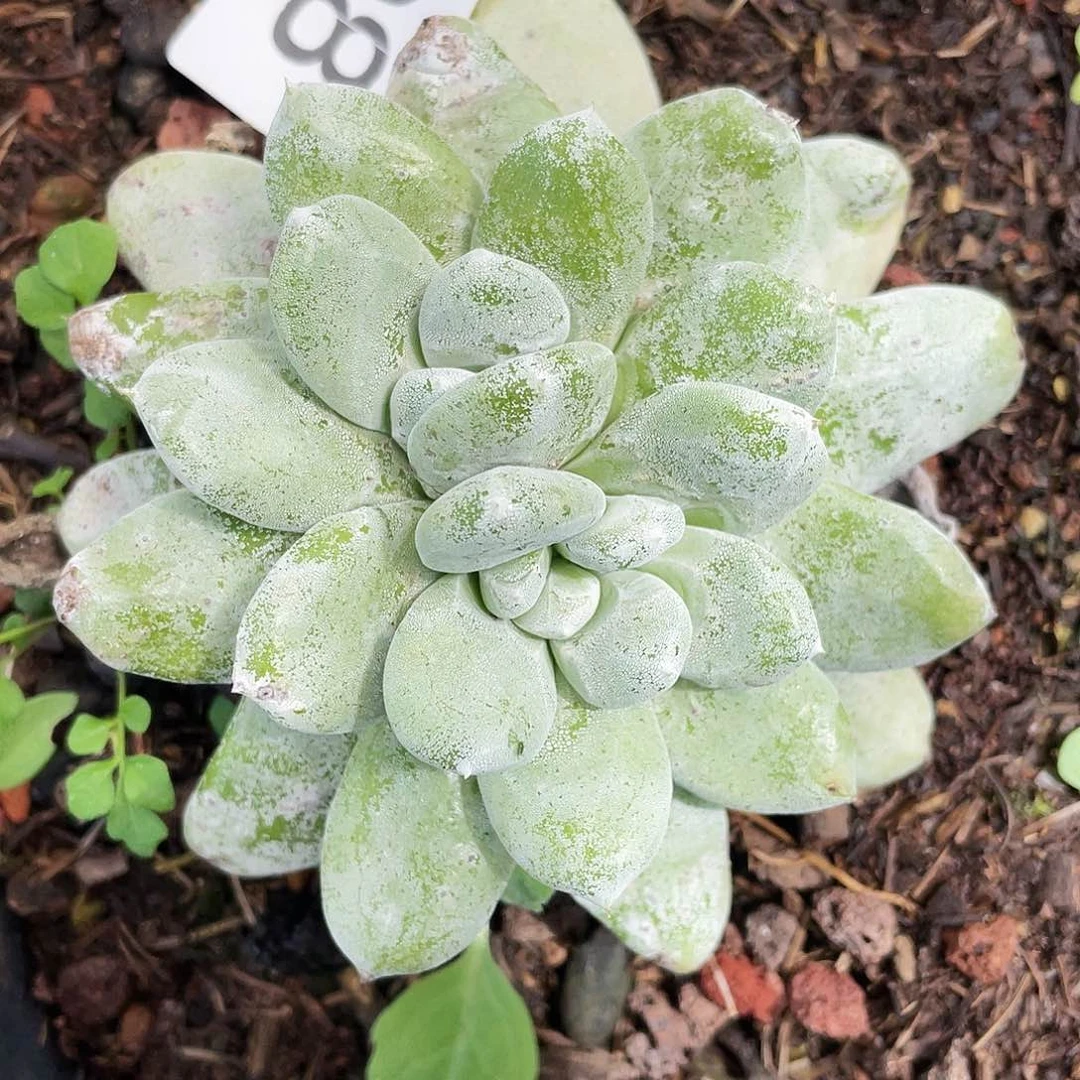 花朵红拇指双头8508