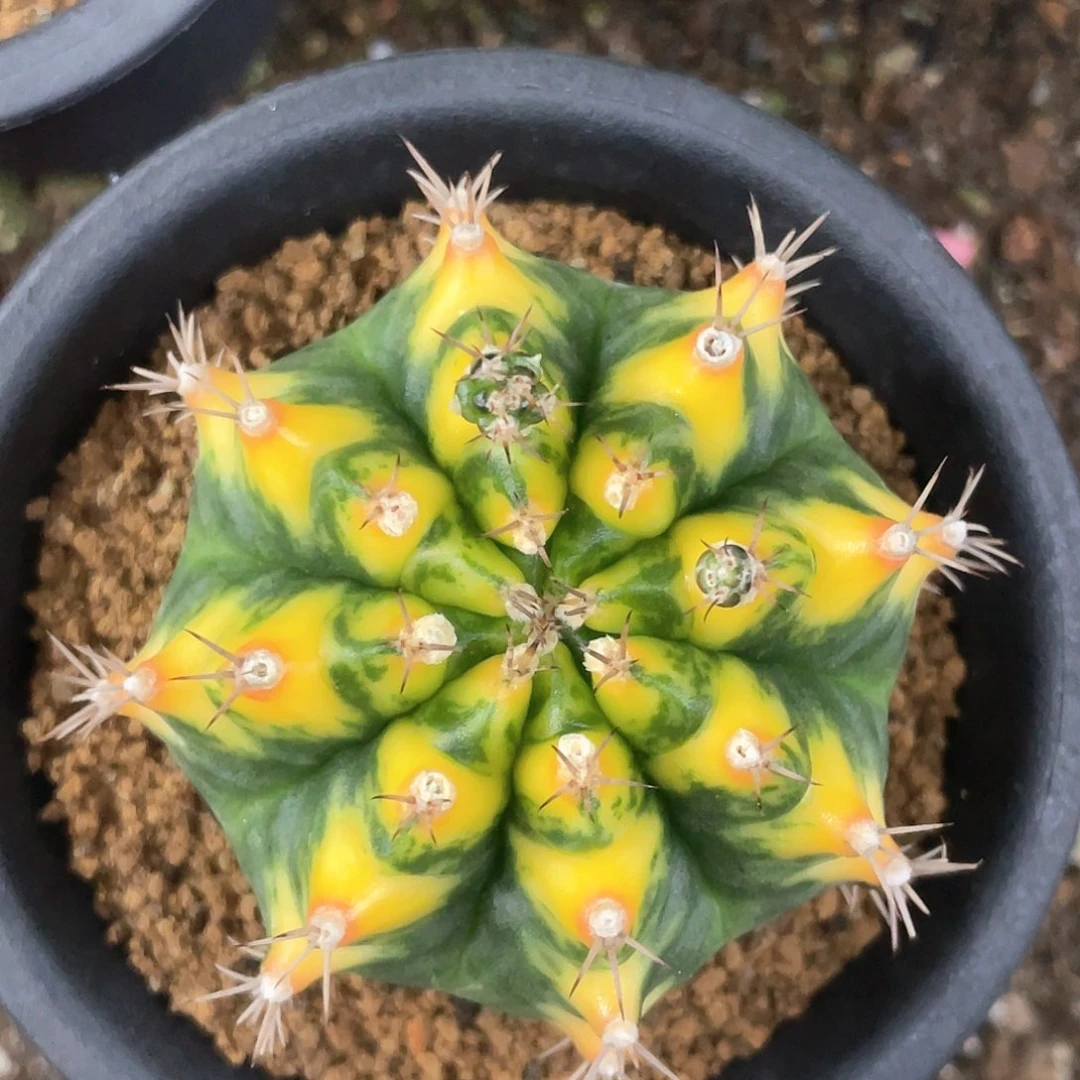无花朵泰系实生根，规律棱背半圆V背锦