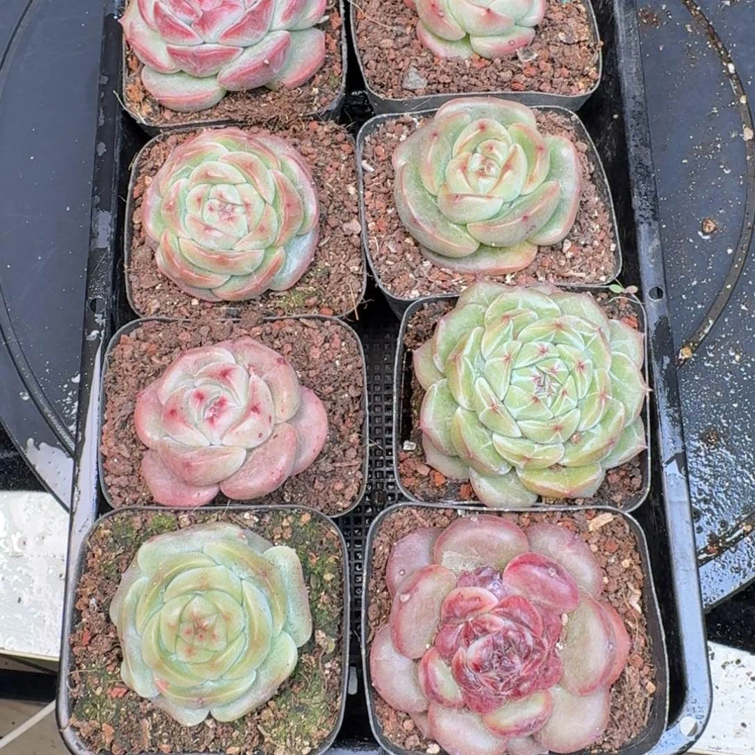 从前慢多肉精选编号1214.276