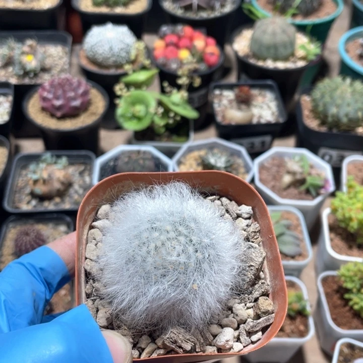 968无刺丽光殿仙人球