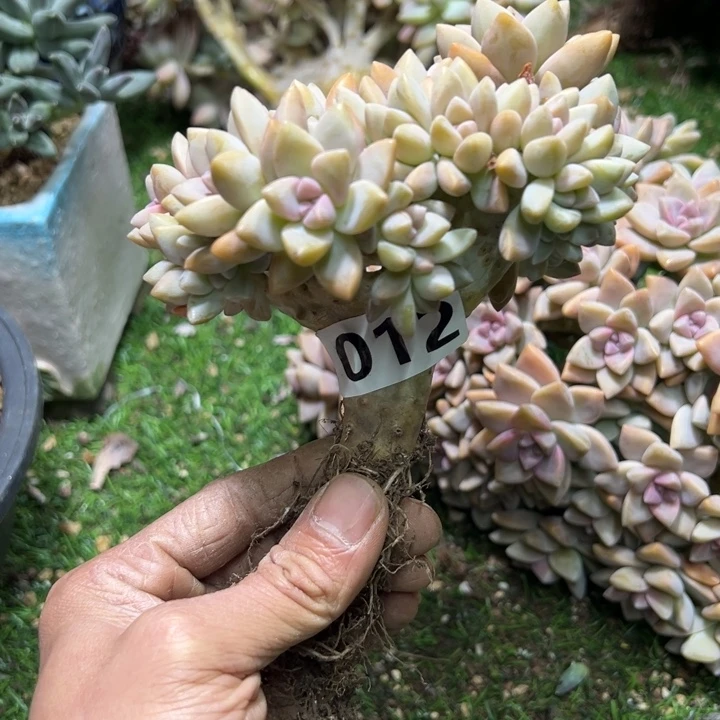 月***琴燃的多肉一物一拍012