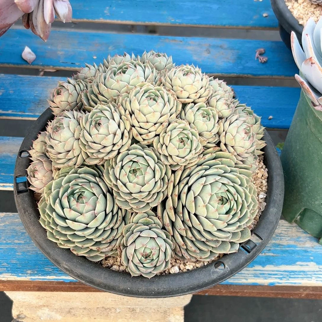 皮皮多肉一物一拍  笨吧