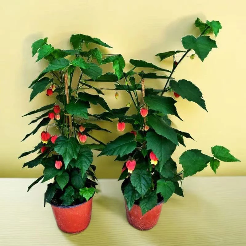 四季灯笼花开花爬藤垂吊绿植四季常绿花型盆栽地栽阳台庭院藤本花