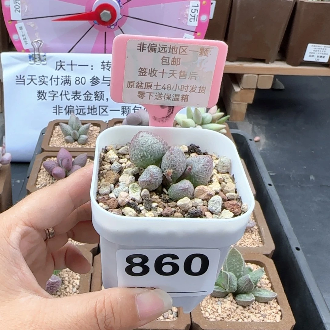 L****?860翡翠哈莫杂多肉植物