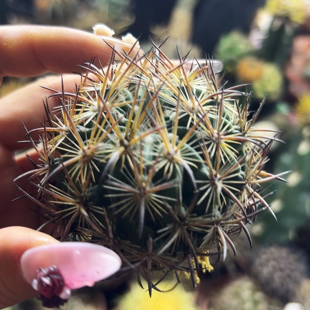 虎抓有根仙人球1111111