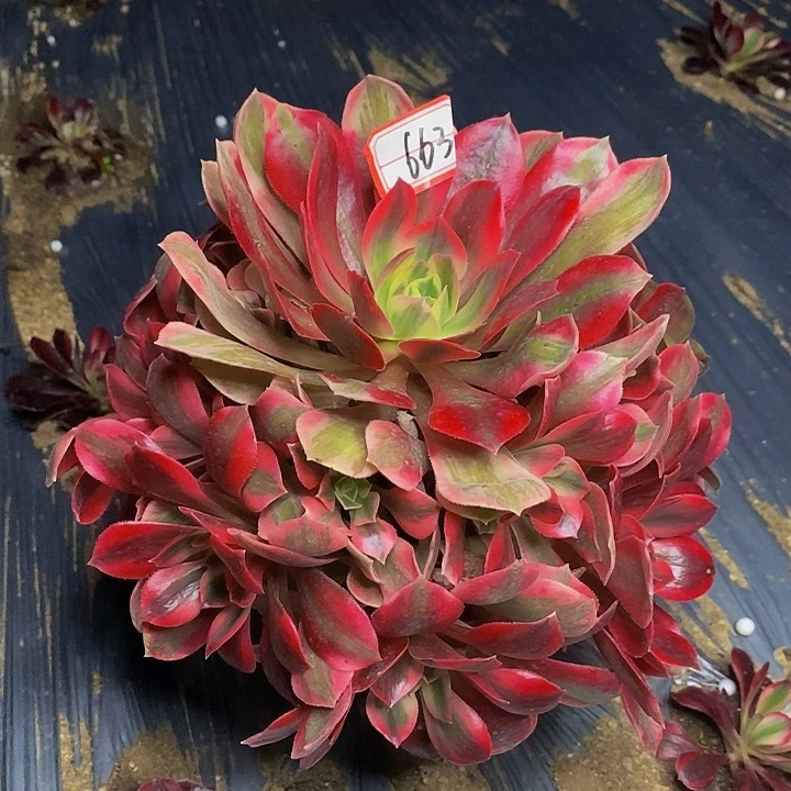 粉初恋老桩捧花663号