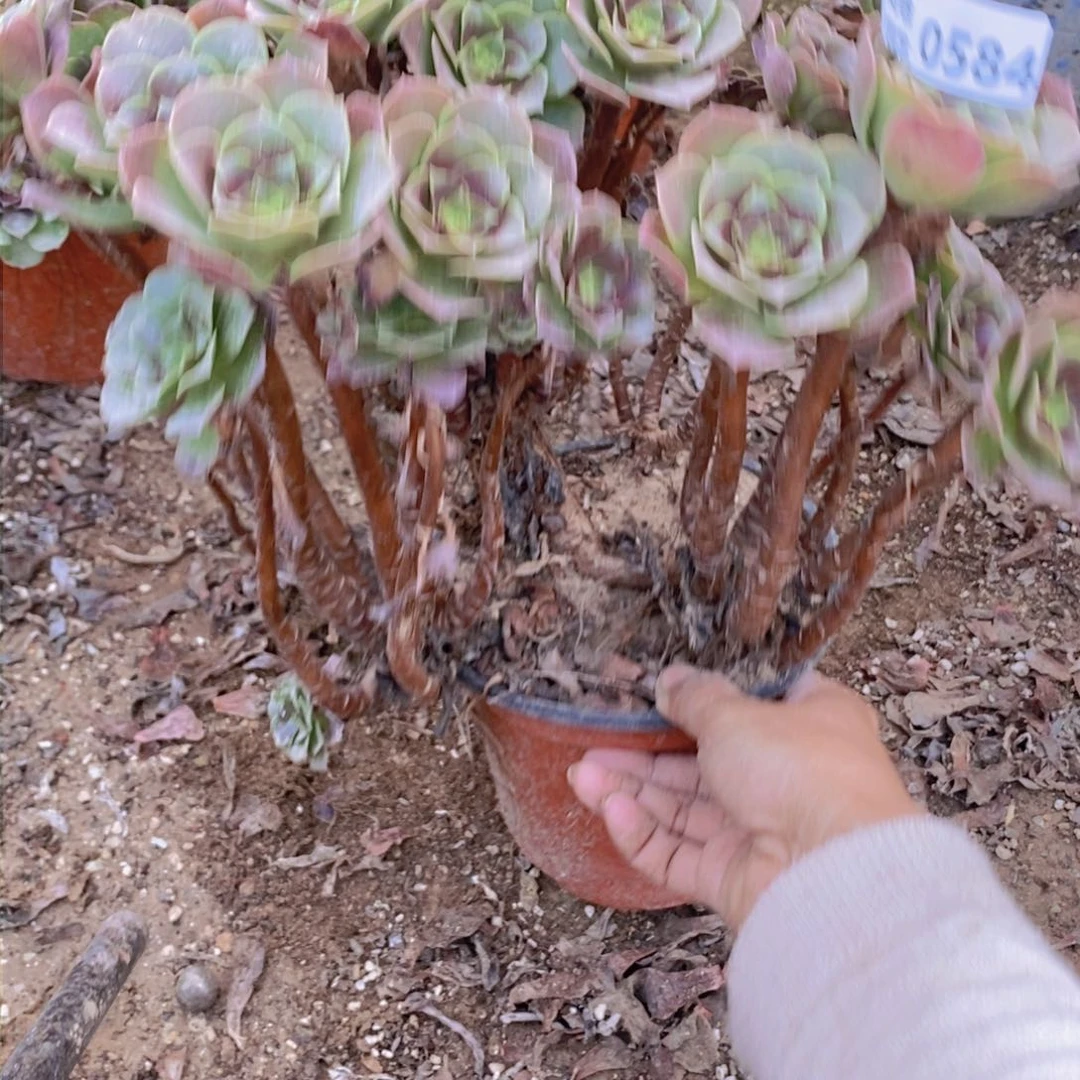 584 号一物一拍多肉植物