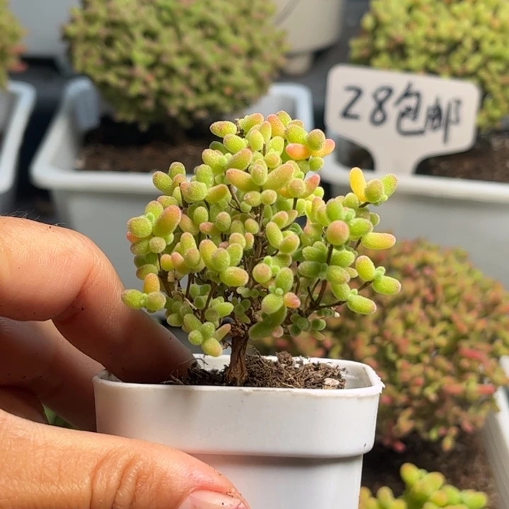 姿**园蜜桔糖球优选枝干番杏