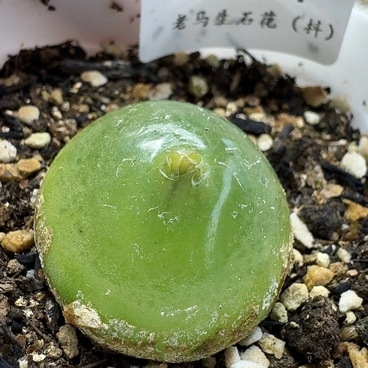 老马生石花2.7灯泡2504