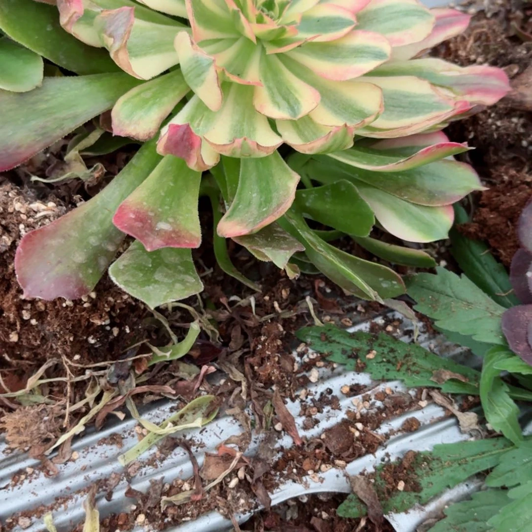 我8199 号多肉法师特价