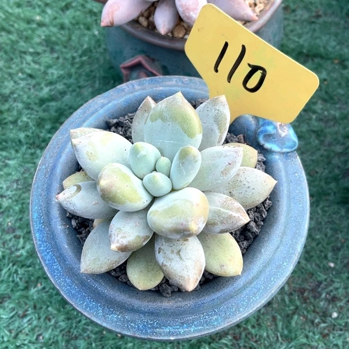 哥特110号码牌子的话题