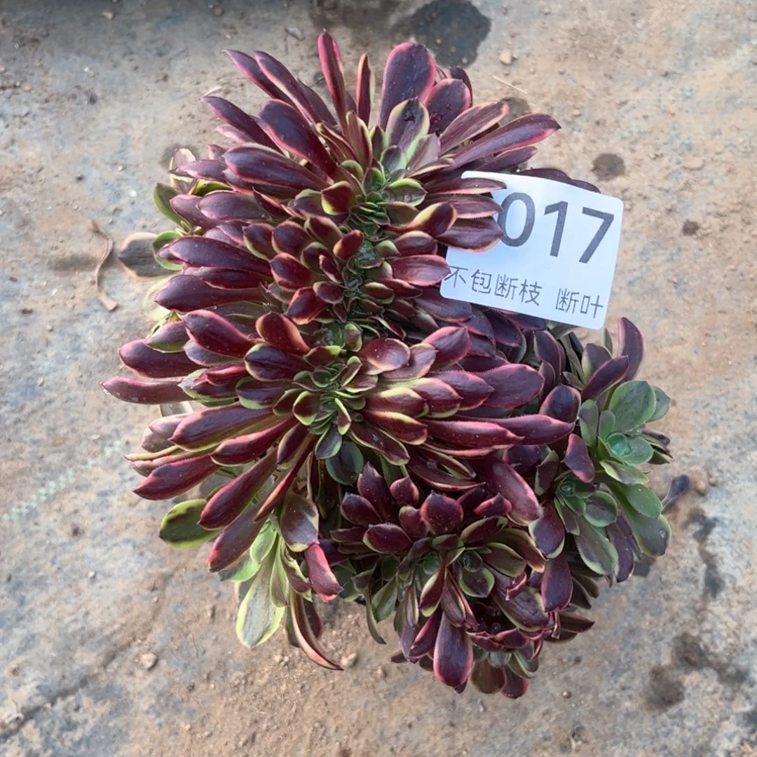 欧佳丽缀化，脱土发货